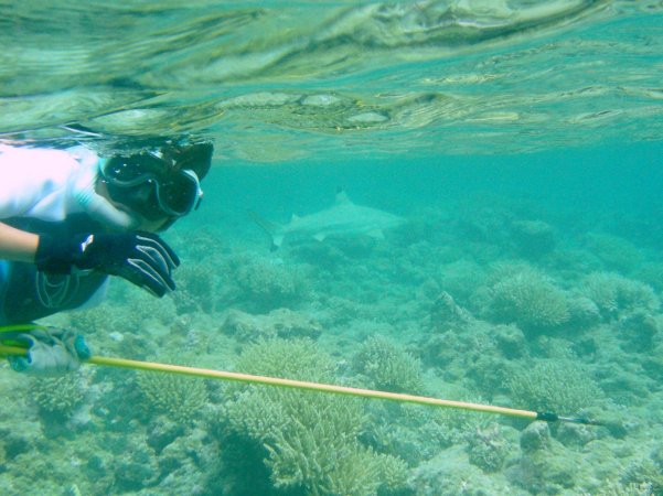 85- Bastien chasse le requin 